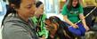 A Kent State student gets to know a dog during the Stress-Free Zone event held in the lobby of the library during finals week.