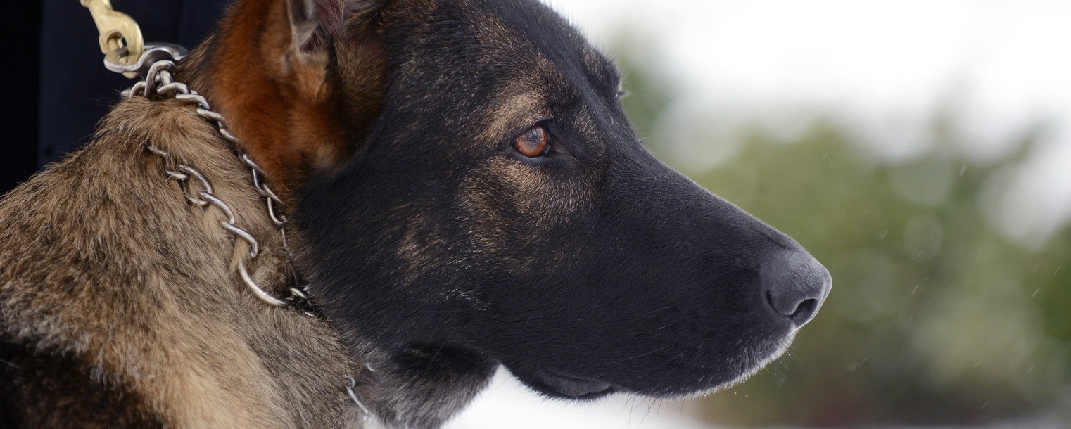 Coco, Kent State’s new police dog, is trained in evidence search and recovery, area searches and tracking, but is mainly trained for explosives detection.