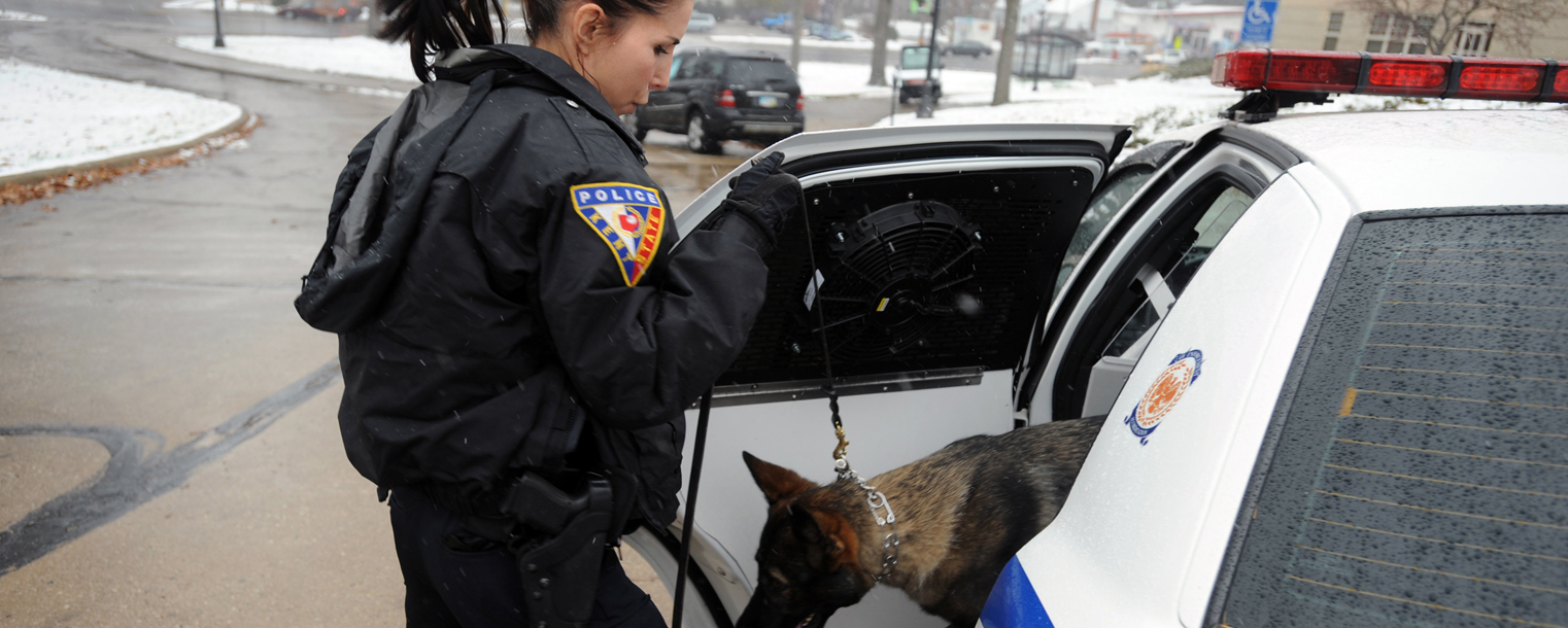 Coco jumps out of a specially equipped K-9 patrol car. Dark window tint and fans help to keep her cool while in the patrol car.