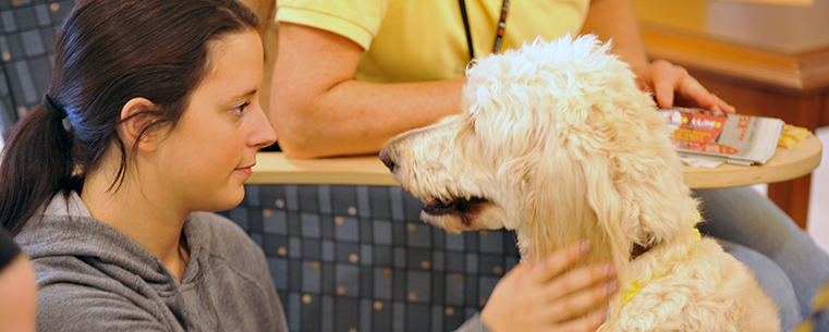 A Kent State student pets a dog during the Stress-Free Zone event held in the lobby of the library during finals week.