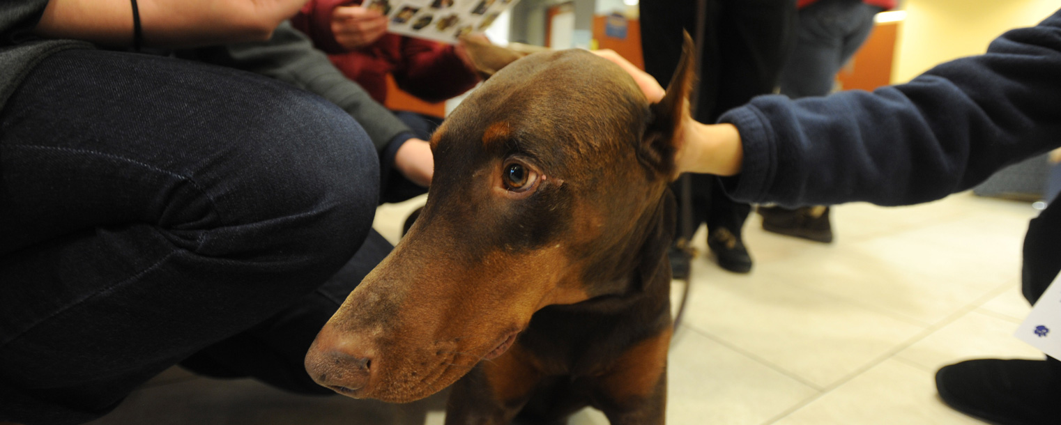A therapy dog enjoys being petted by a Kent State student during the Stress-Free Zone event in the library.
