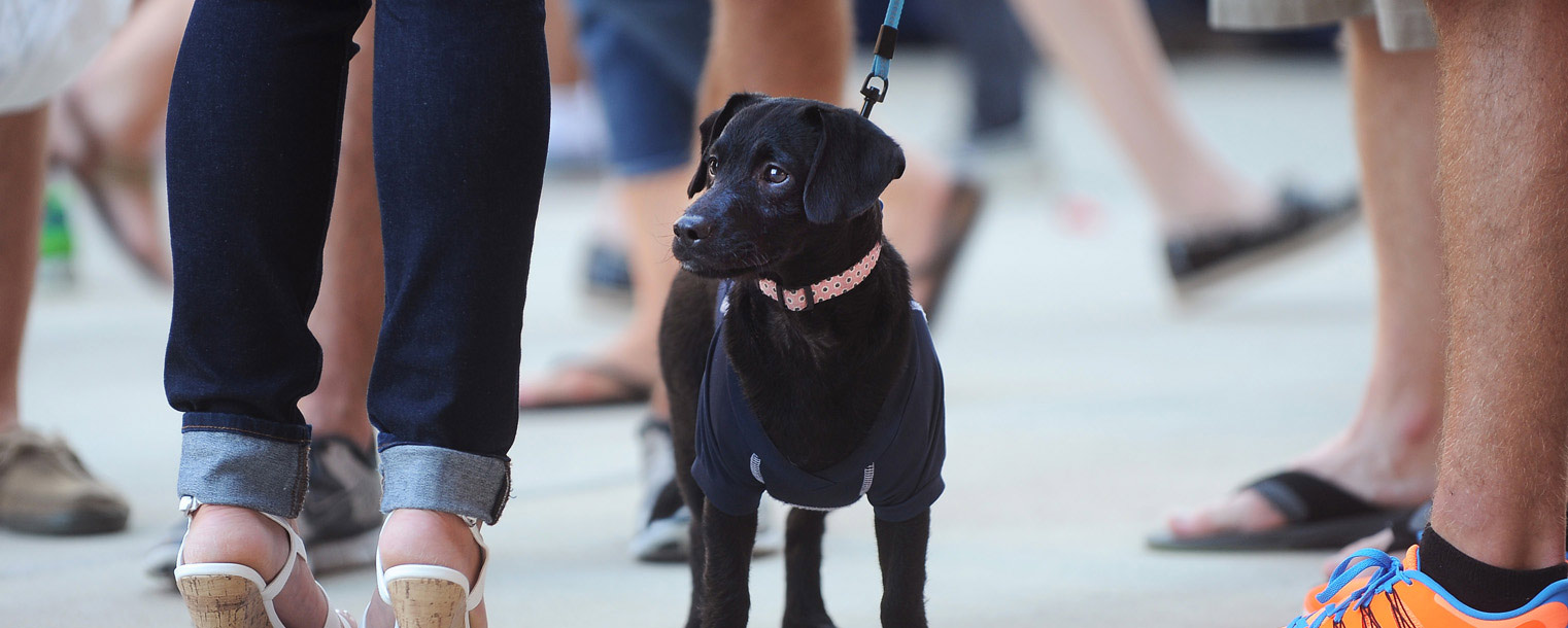 A Kent State freshman visits with new friends while his dog takes in the sights during the back-to-school Blastoff, held for the first time this year on the Student Green.