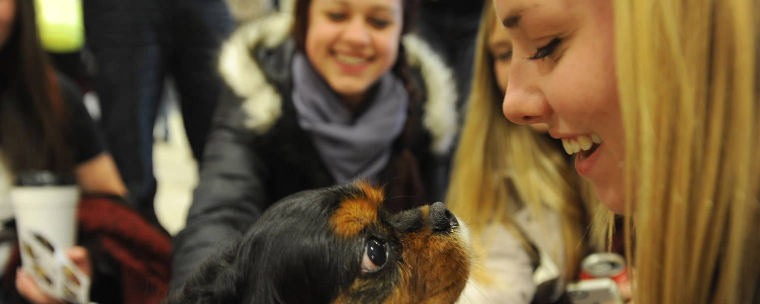 A therapy dog and a Kent State student take a close look at each other during the Stress-Free Zone event held in the lobby of the library.