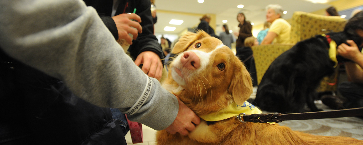 Kent State students pet a therapy dog during the Stress-Free Zone event in the University Library during finals week.