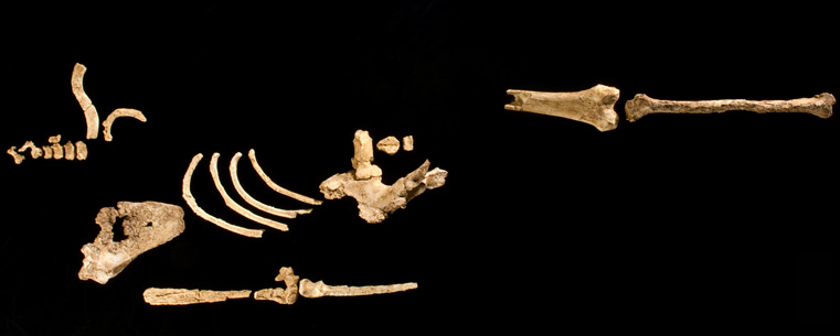The 3.6 million-year-old partial skeleton nicknamed "Kadanuumuu" reveals that advanced human-like, upright walking is very ancient. (Photo credit: Yohannes Haile-Selassie, Liz Russell, Cleveland Museum of Natural History. Used with permission from the <em>Proceedings of the National Academy of Sciences</em>.)