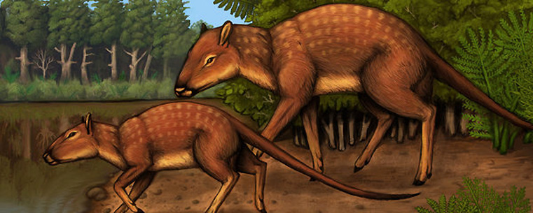 Illustration of indohyus by Kent State at Stark student Jacqueline Dillard.