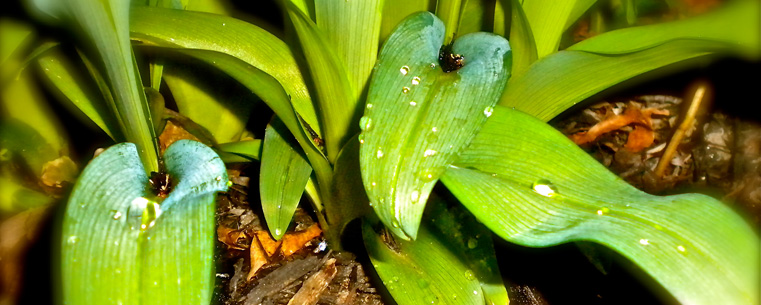 Alison Hartley, a Kent State University at Stark student, entered this photo of water droplets on a plant at Portage Lakes in the contest under the category of beauty.