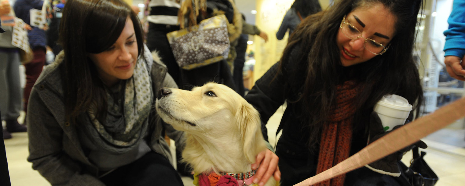 Kent State students pet a therapy dog during the Stress-Free Zone event in the University Library during finals week.