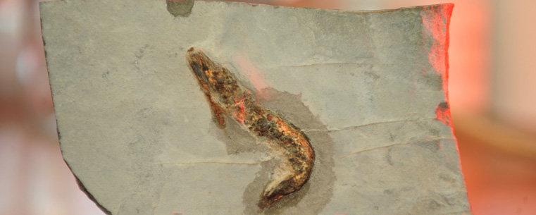 The fossil of a shrimp, which could be 360 million years old, was found in Oklahoma.