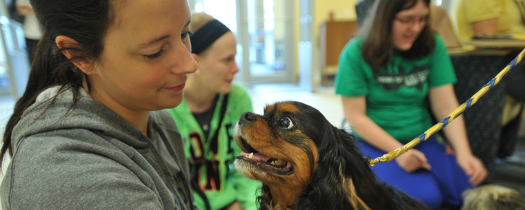 A Kent State student enjoys the company of a pet therapy dog at a Stress-Free Zone event held during finals week.