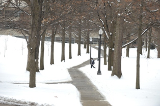 Photo of trees on the Kent State campus