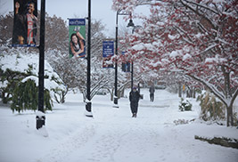 A beautiful campus scene, which showcases<BR> some of the trees on campus.